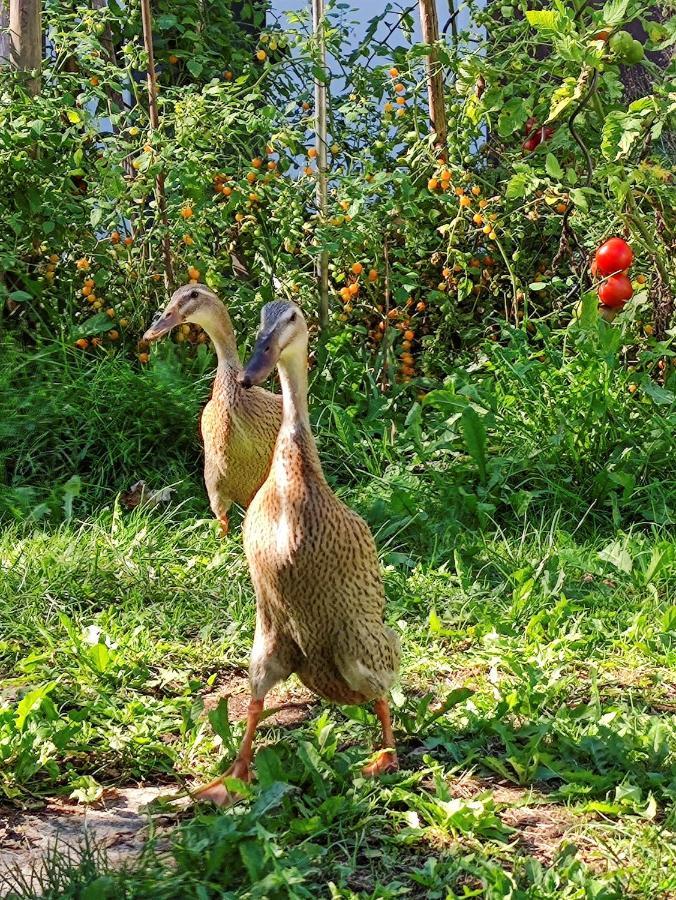 Modernes Zimmer Am Park Mit Garten, Huehner & Enten ميونيخ المظهر الخارجي الصورة